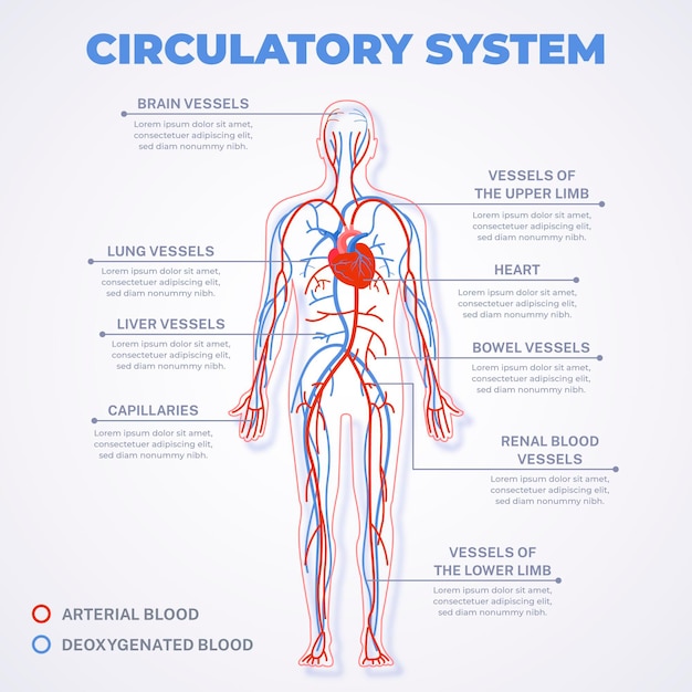 Infografía del sistema circulatorio lineal.