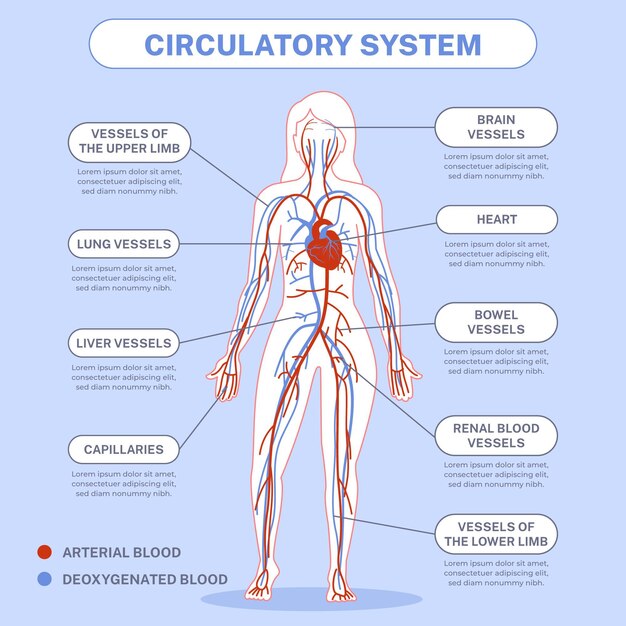 Infografía del sistema circulatorio lineal.
