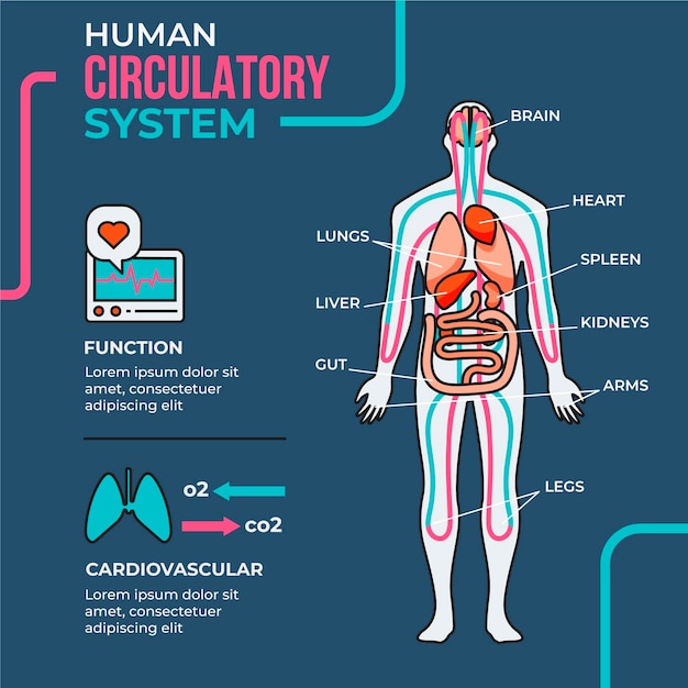 Vector gratuito infografía del sistema circulatorio lineal.