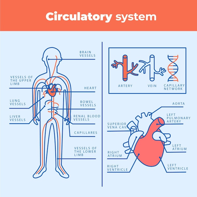 Vector gratuito infografía del sistema circulatorio lineal.