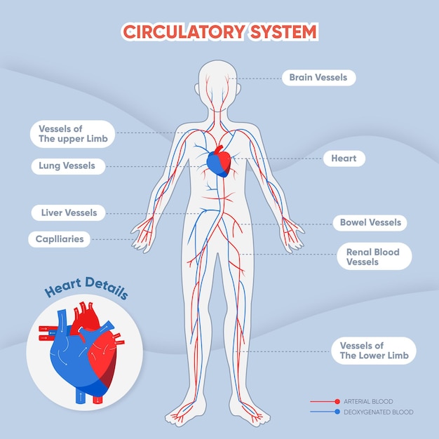Infografía del sistema circulatorio plano