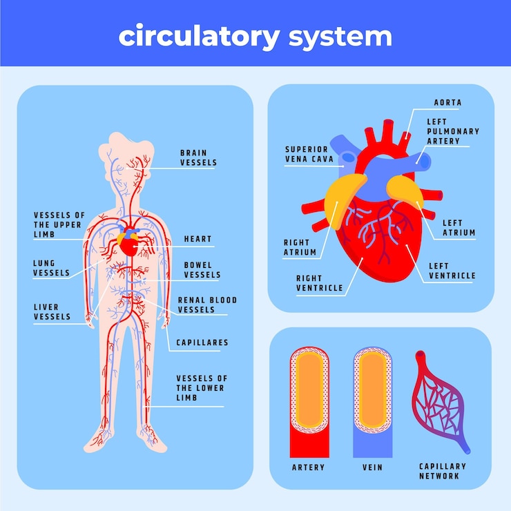 Vector gratuito infografía del sistema circulatorio plano