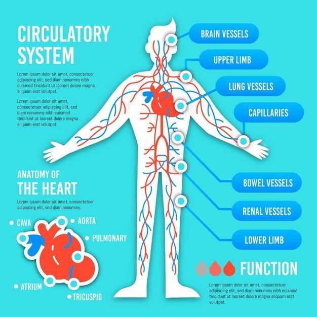 Infografía del sistema circulatorio plano