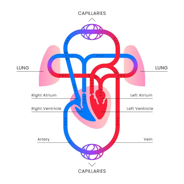 Vector gratuito infografía del sistema circulatorio plano