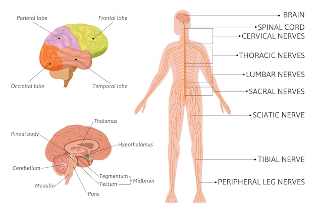 Vector gratuito infografía del sistema nervioso humano