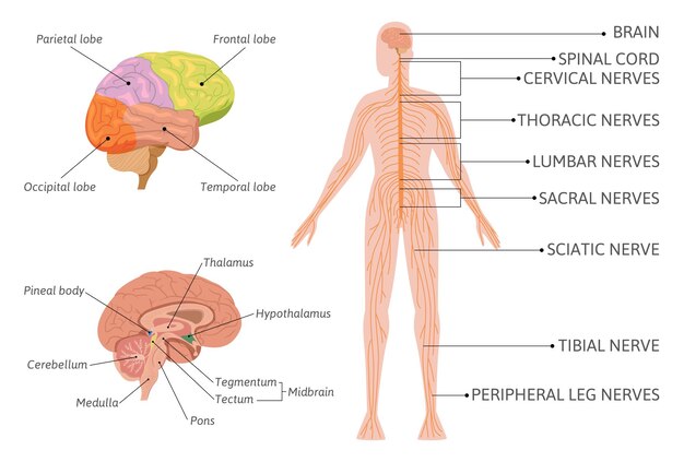 Infografía del sistema nervioso humano