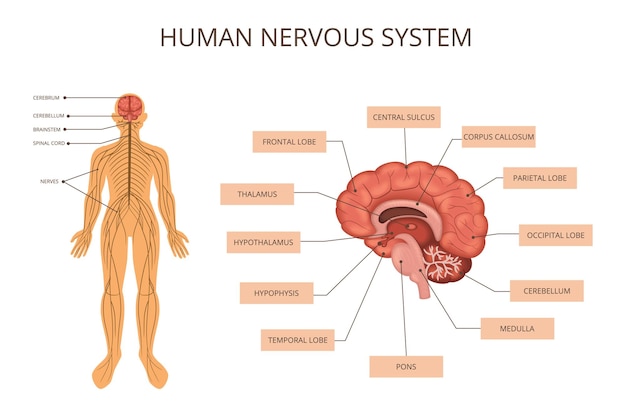 Vector gratuito infografía de los sistemas de órganos del cuerpo humano