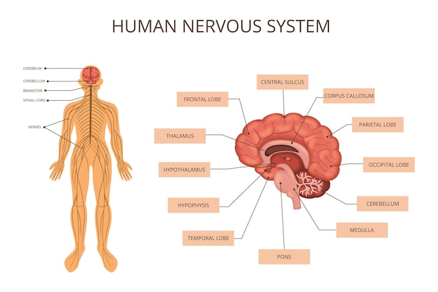 Infografía de los sistemas de órganos del cuerpo humano