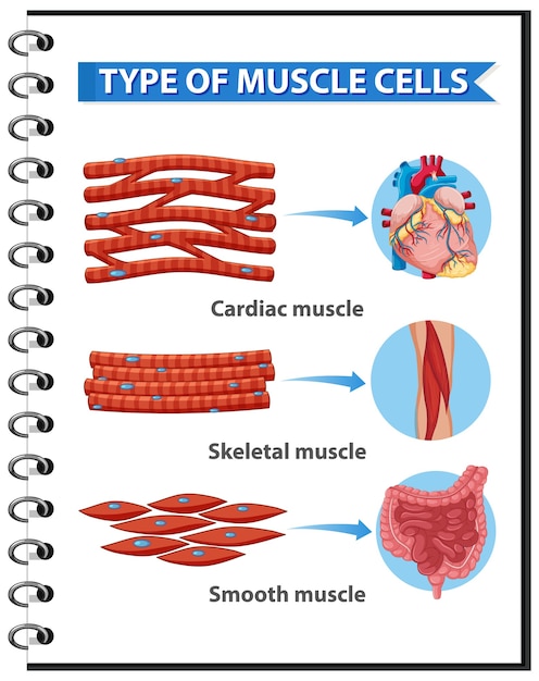 Infografía de tipo de células musculares para educación sanitaria