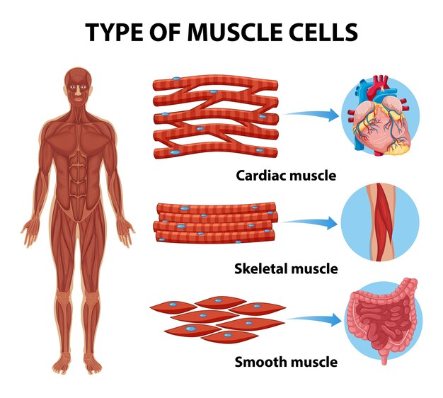 Infografía de tipo de células musculares para educación sanitaria