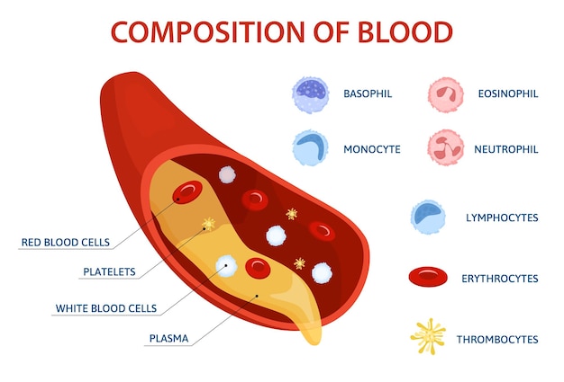 Infografías planas de células humanas con un conjunto de iconos de glóbulos de imagen de gota aislada y subtítulos de texto ilustración vectorial