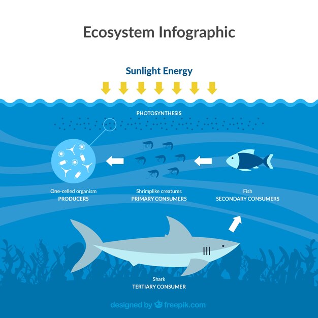 Infográfica del ecosistema con concepto de océano