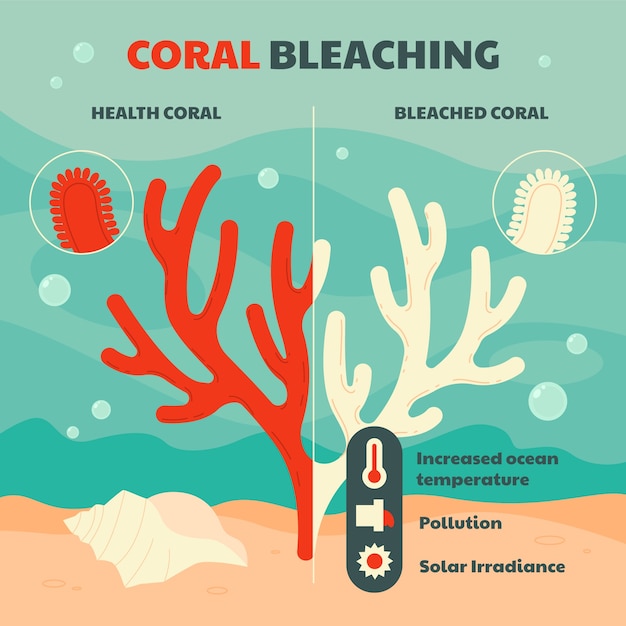 Infográfico de blanqueo de coral dibujado a mano