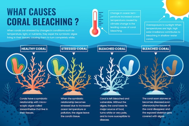 Vector gratuito infográfico de blanqueo de coral en gradiente