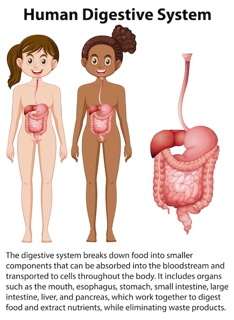 Información del sistema digestivo humano.