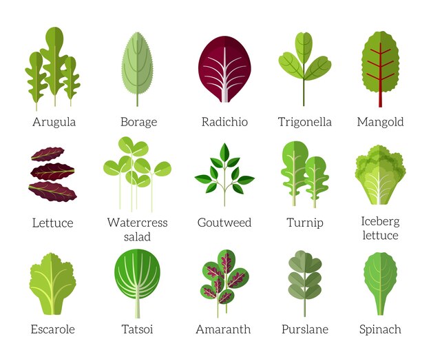 Ingredientes para ensaladas. Conjunto de iconos planos de verduras de hoja. Ecológico y vegetariano, borraja y radichio, trigonella y mangold