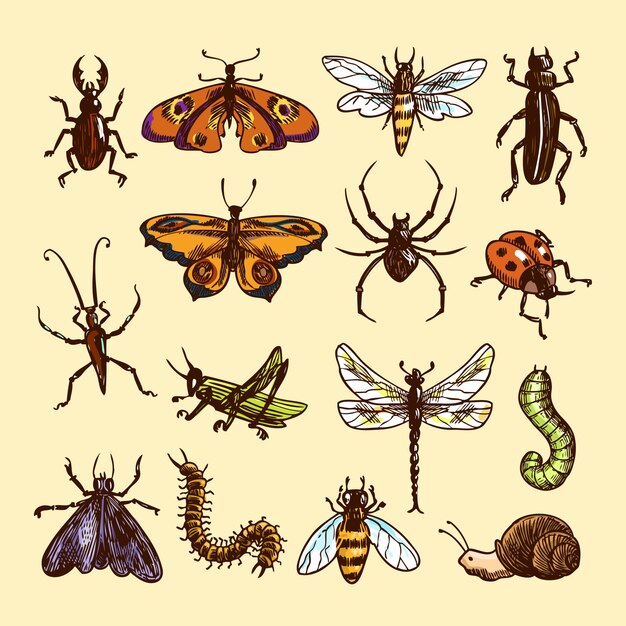Insectos croquis coloreado decorativo iconos conjunto con mariquita oruga veleta aislado ilustración vectorial
