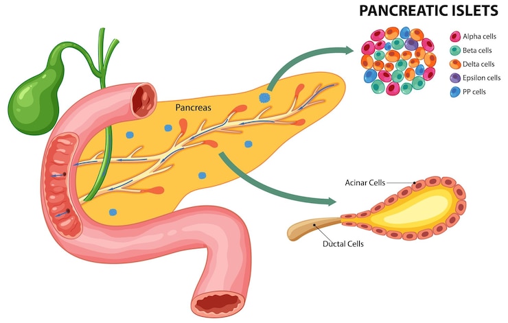 Vector gratuito los islotes pancreáticos y los tipos de células