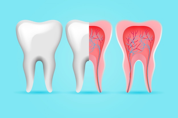 Vector gratuito juego de dientes internos y externos.