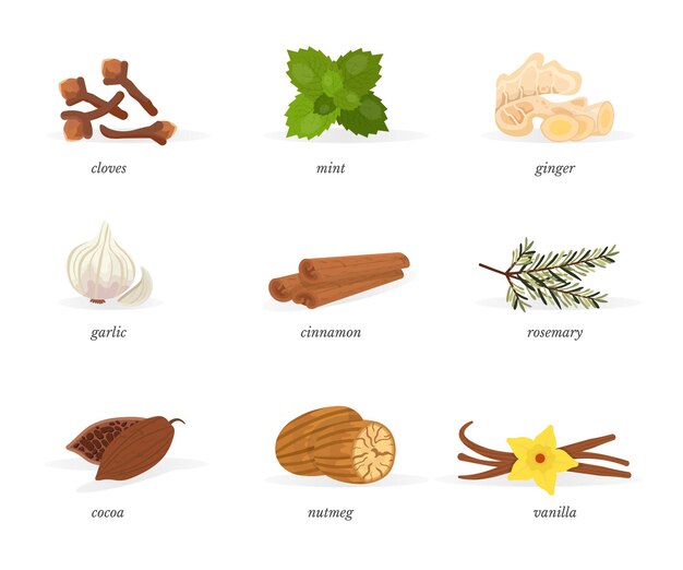 Juego de especias con rodajas de nuez moscada, coca, jengibre, ajo picado, menta, canela, romero, hierbas con nombres, elementos de diseño.