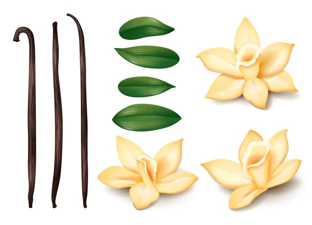 Juego de vainilla realista con iconos aislados de flores suaves, hojas frescas y tallos en la ilustración vectorial de fondo en blanco