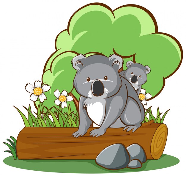 Koala en iniciar sesión fondo blanco