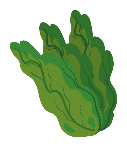lechuga alimento saludable