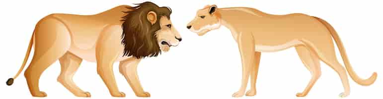 Vector gratuito león y leona en posición de pie sobre fondo blanco.