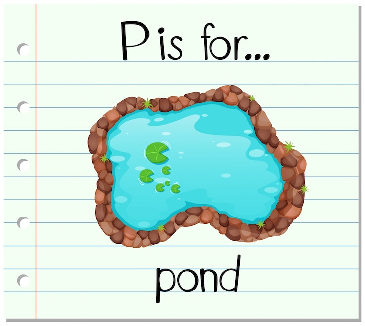 Vector gratuito letra p de la flashcard es para estanque