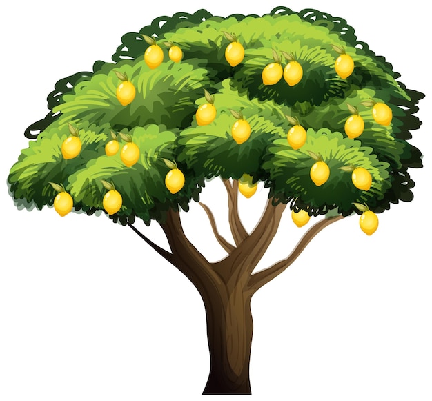 Limonero aislado en blanco