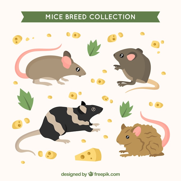 Linda colección de ratones
