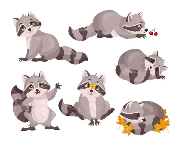 Lindo conjunto de personajes de mapache. Ilustraciones vectoriales de pequeños animales salvajes del bosque. Dibujos animados divertidos poses de dormir, jugar, agitar adorable mapache aislado en blanco. Woodland, naturaleza, concepto de mascota