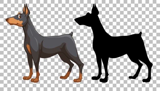 Lindo doberman pinscher y su silueta en transparente