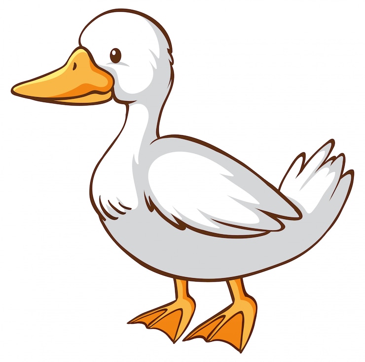 Vector gratuito un lindo pato en blanco