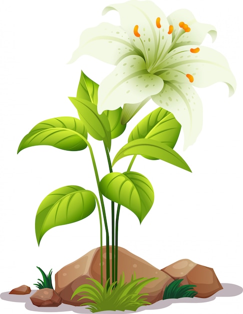 Un lirio blanco con hojas en blanco