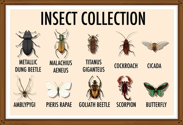 Lista de entomología de la colección de insectos.