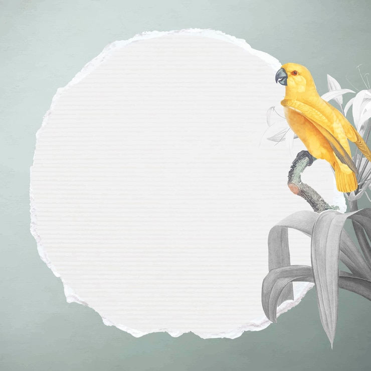 Vector gratuito loro amarillo de senegal y lirio blanco con marco