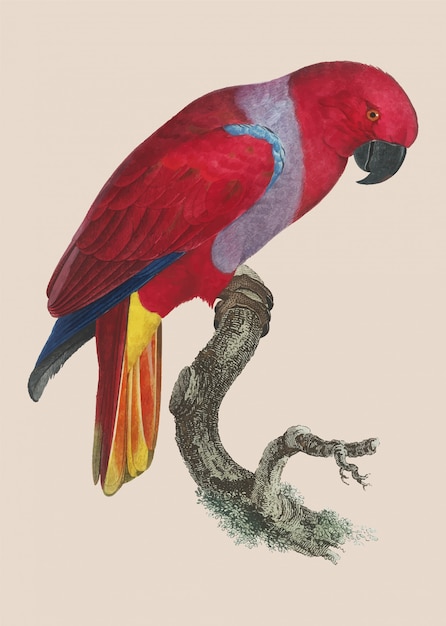 Vector gratuito loro eclectus