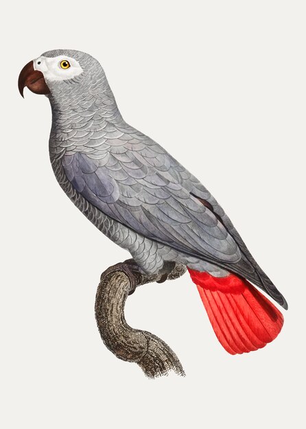 Loro gris del Congo