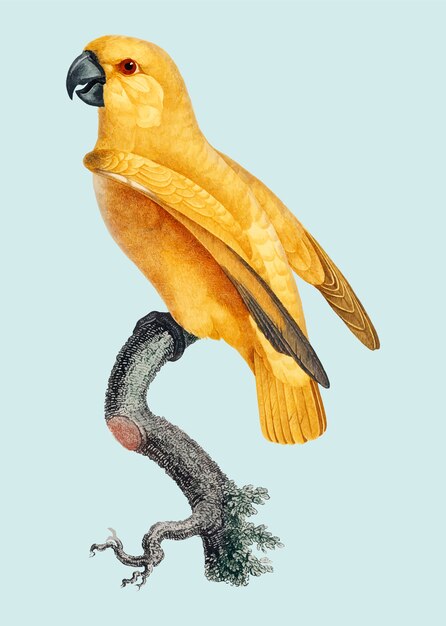 Loro senegal amarillo raro