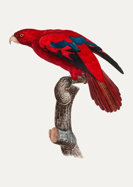 Lory rojo
