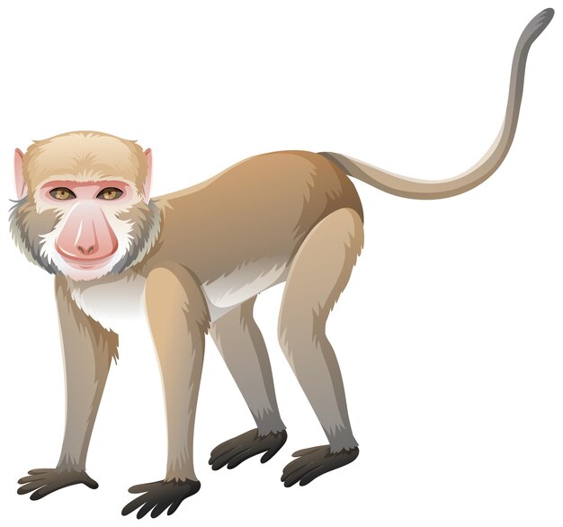 Macaco cangrejero en estilo de dibujos animados sobre fondo blanco