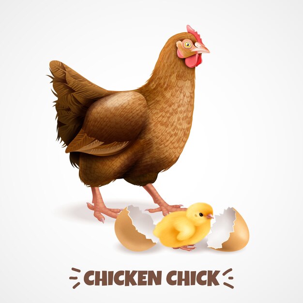 Madre gallina con pollito recién nacido con cáscara de huevo closeup realista elemento de ciclo de vida del pollo poster