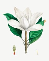 Vector gratis magnolia del sur blanca