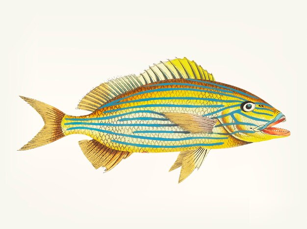 Mano dibujada de anthis Blue-striped