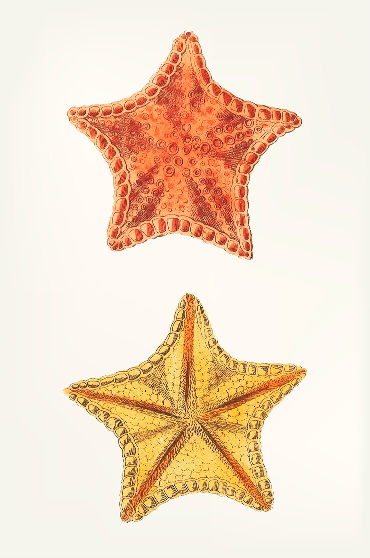 Vector gratuito mano dibujada de estrellas de mar