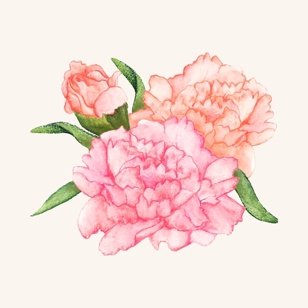 Mano dibujada flor de clavel aislada