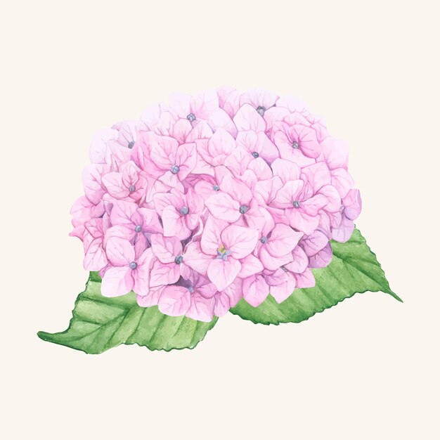 Mano dibujada flor de hortensia aislada