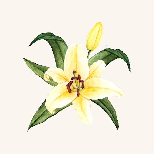 Mano dibujada flor de lirio blanco aislado