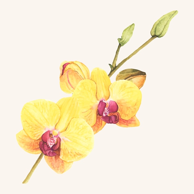 Mano dibujada flor de la orquídea aislada